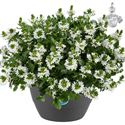 Bild von HP27 o.kl. Scaevola White